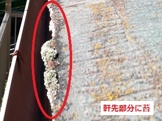 軒先　苔繁殖